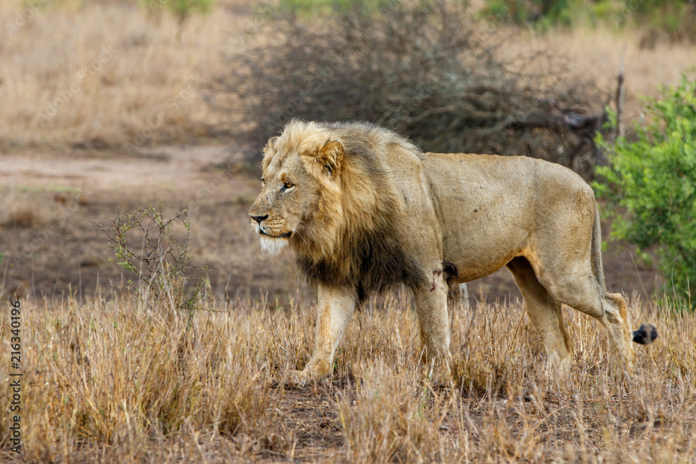 Dominant male lion walking around in the Kruger National Park in South Africa Dominant male lion walking around in the Kruger National Park in South Africa