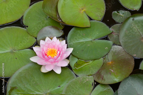 Star lotus  Nymphaea nouchali 