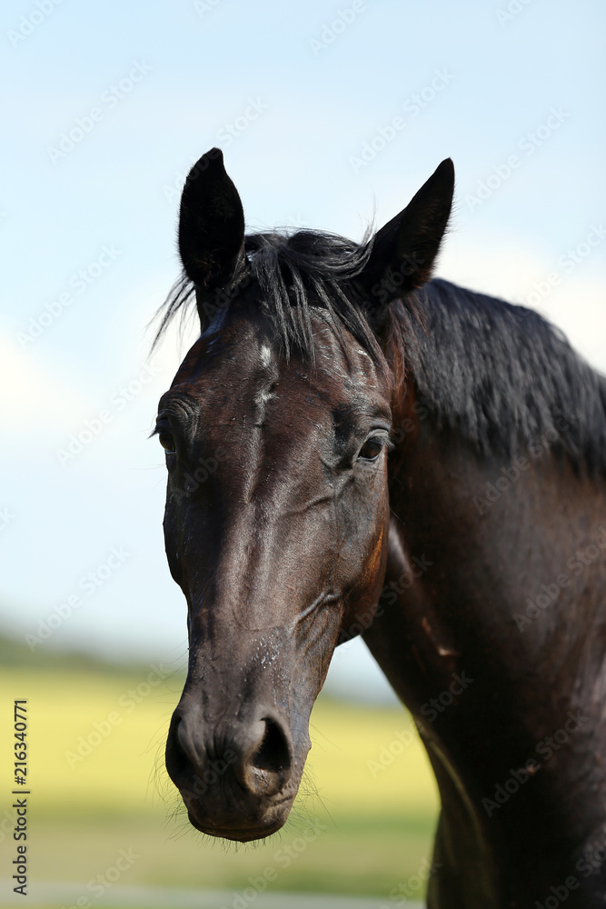 Obraz premium Head of a young thoroughbred horse on the summer meadow