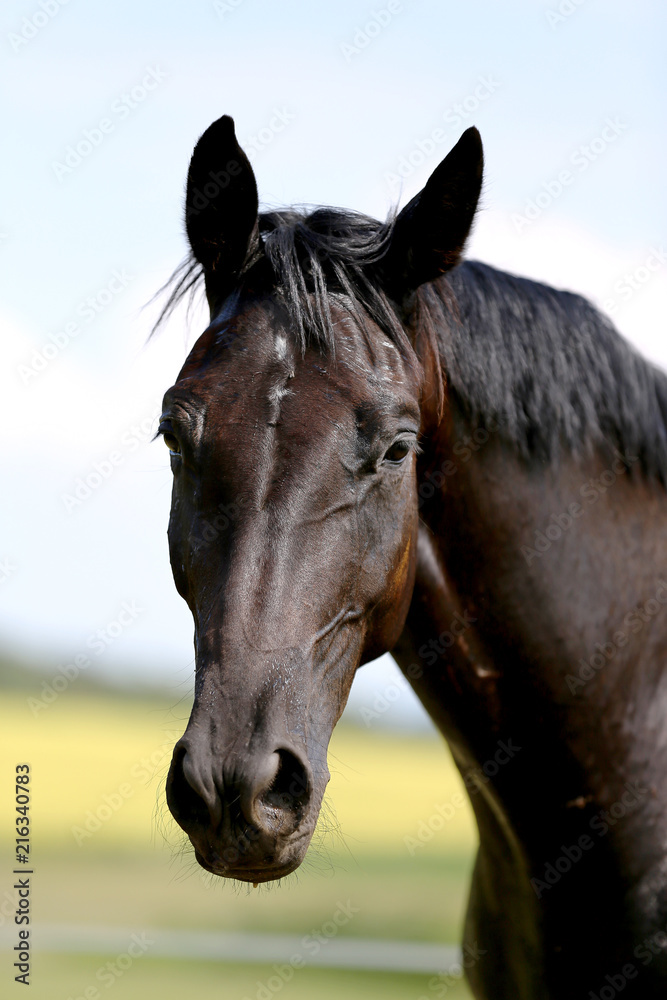 Fototapeta premium Head of a young thoroughbred horse on the summer meadow