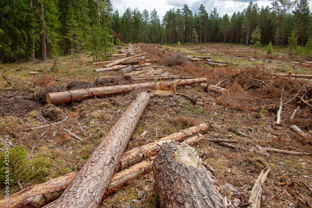 Deforestation in the coniferous forest. Deforestation in the coniferous forest.