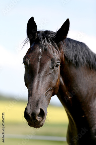 Head of a young thoroughbred horse on the summer meadow