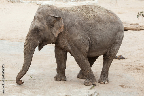 Asian elephant (Elephas maximus).