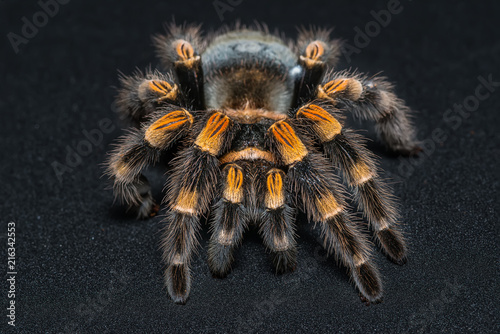 Mexican redknee tarantula (Brachypelma smithi) isolated on black background