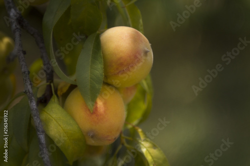 Peaches ripening on the tree