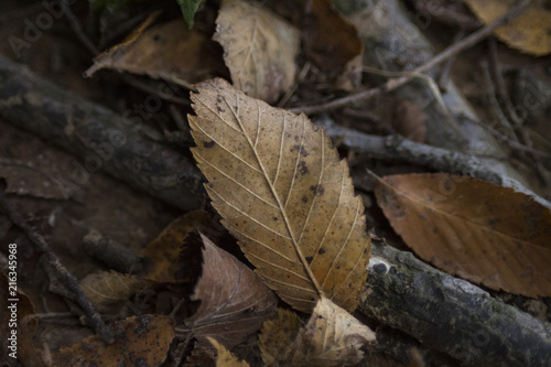 Elm leaf, brown, on the forest floor in autumn