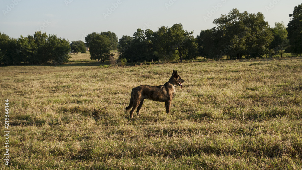 Dutch Shepherd puppy, young dog in a field or meadow Dutch Shepherd puppy, young dog in a field or meadow