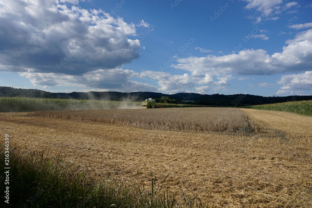 The extreme heat in Germany leads to enormous losses in the harvest of corn and corn in agriculture
