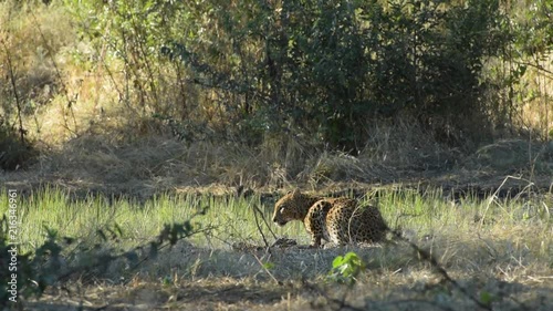 Leopard eating Carrigan left by other predators photo