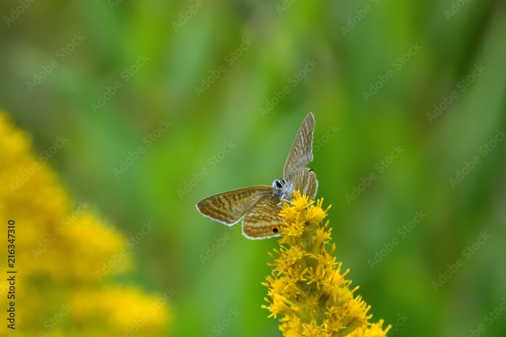 Obraz premium セイタカアワダチソウの蜜を吸うウラナミシジミ