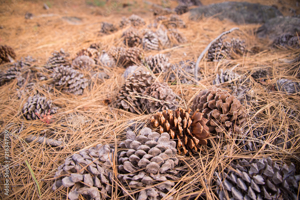 pine cones covered in pine needles pine cones covered in pine needles