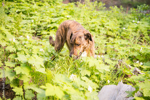 Dog smelling grass photo