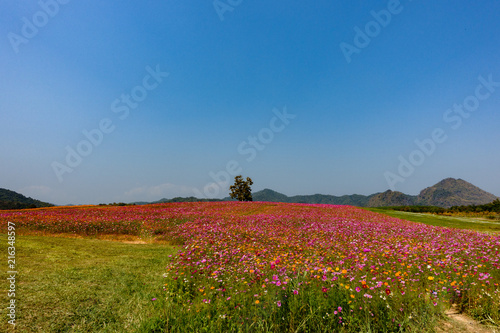 Beautiful cosmos field at Singha park, Chiang Rai, Thailand. photo