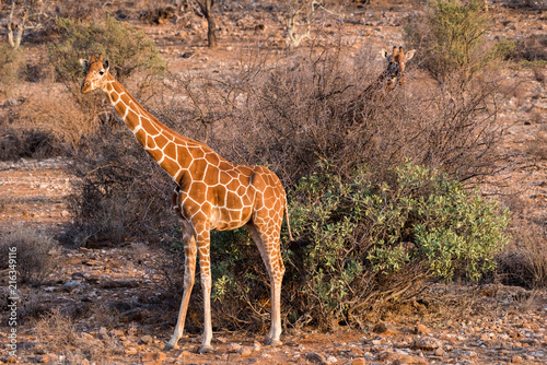 Photography Giraffe