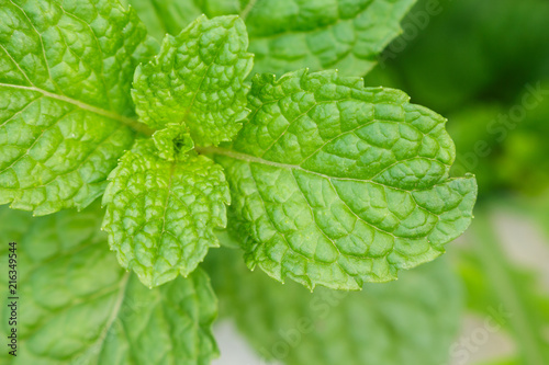 pappermint mint leaf fresh in garden photo