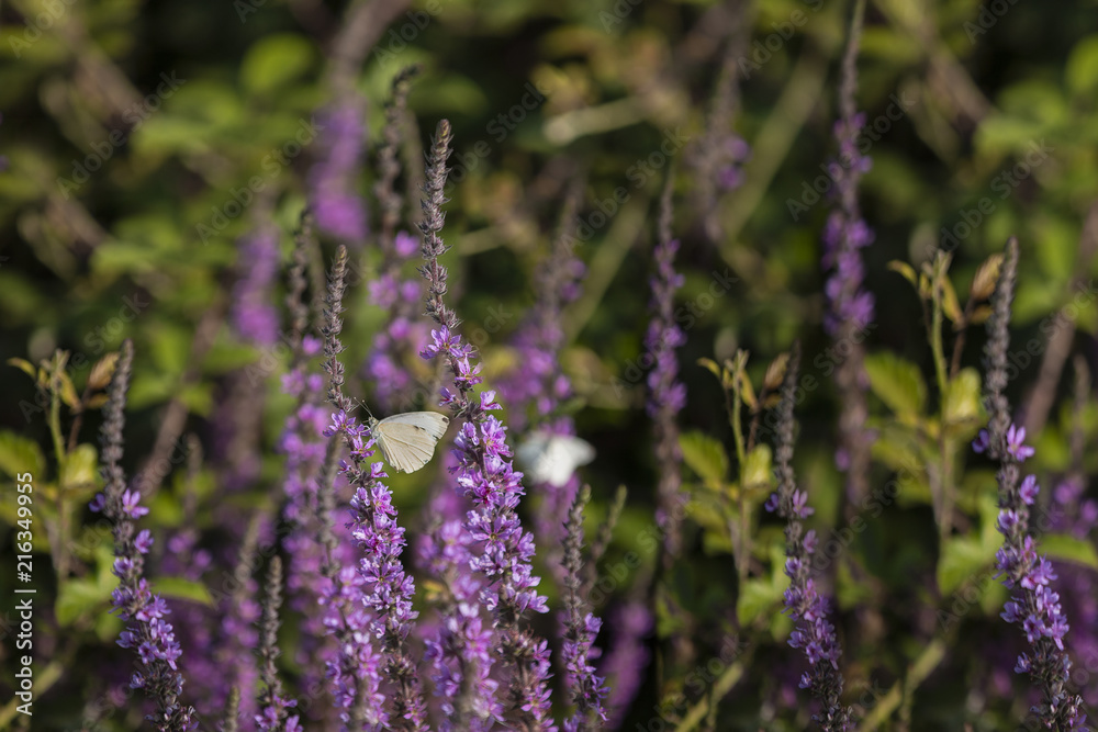 Obraz premium farfalla e lavanda