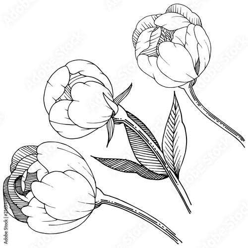 Peony in a vector style isolated. Full name of the plant: peony. Vector flower for background, texture, wrapper pattern, frame or border.
