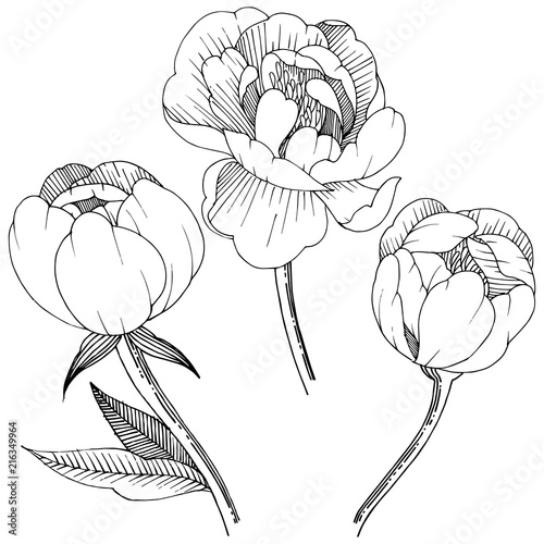 Peony in a vector style isolated. Full name of the plant: peony. Vector flower for background, texture, wrapper pattern, frame or border.