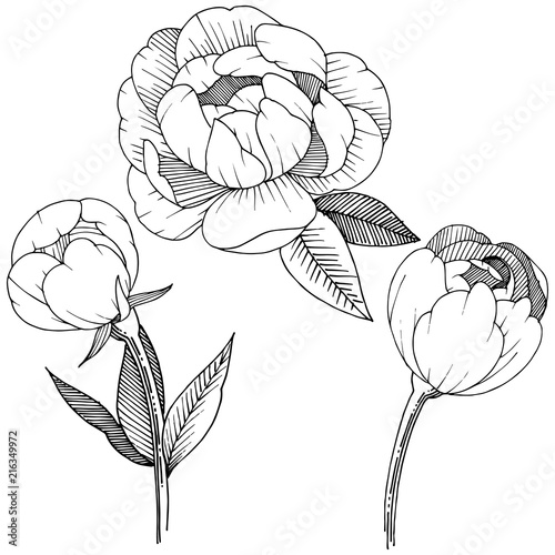 Peony in a vector style isolated. Full name of the plant: peony. Vector flower for background, texture, wrapper pattern, frame or border.