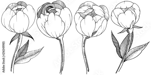 Peony in a vector style isolated. Full name of the plant: peony. Vector flower for background, texture, wrapper pattern, frame or border.