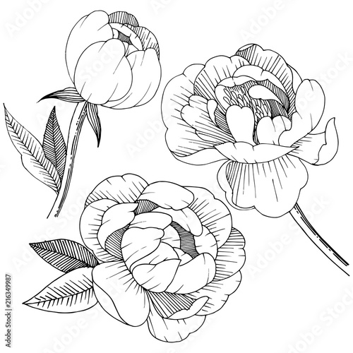 Peony in a vector style isolated. Full name of the plant: peony. Vector flower for background, texture, wrapper pattern, frame or border.