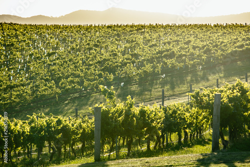 Hunter Valley Vineyard
