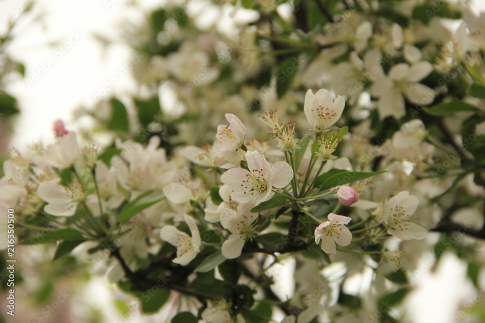 malus hupehensis malus hupehensis