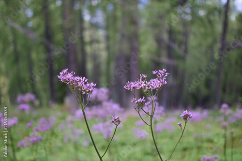 Lila Blumenwiese mit Wald im Hintergrund
