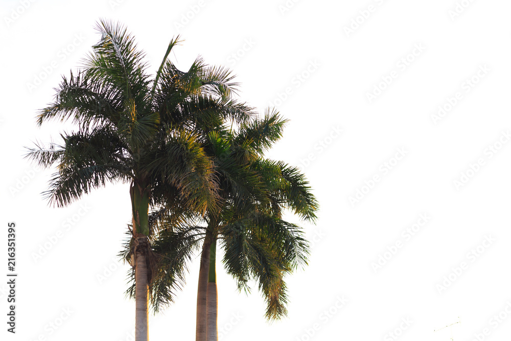 Naklejka premium palm tree on white background