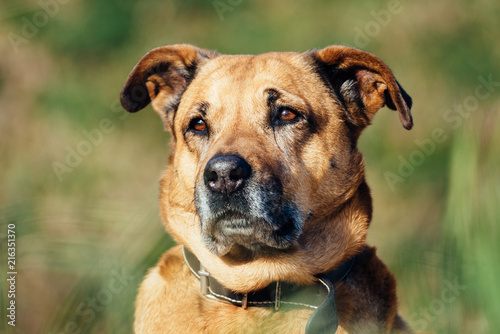 Dog with a sad look on a grass field