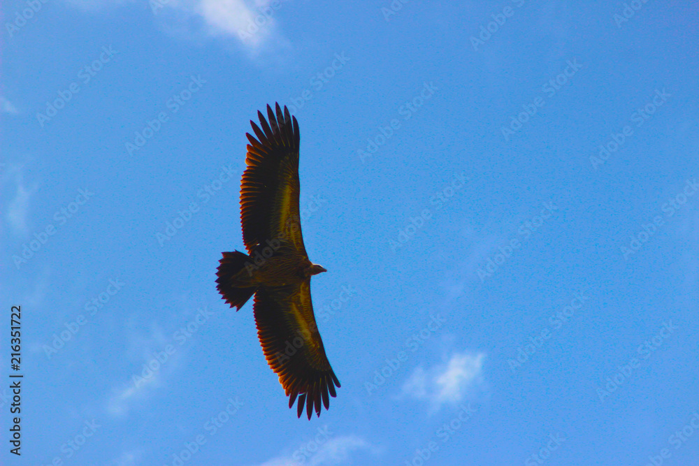 Fototapeta premium Vulture flying in the sky