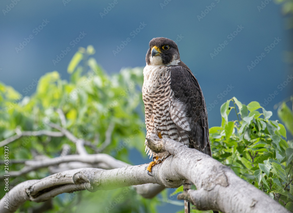 Fototapeta premium Peregrine Falcon 