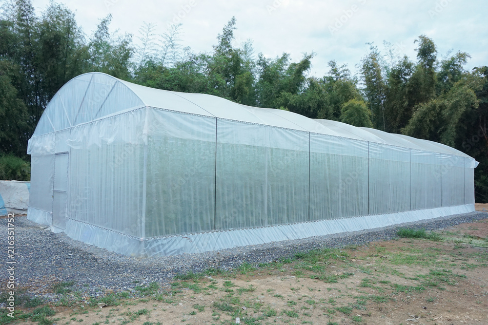 plantation melon in greenhouse