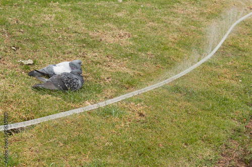 Palomas bañándose photo