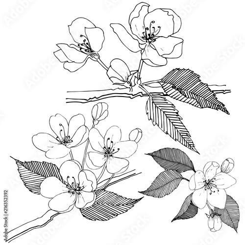 Apple tree in a vector style isolated. Full name of the plant: Apple tree. Vector flower for background, texture, wrapper pattern, frame or border.