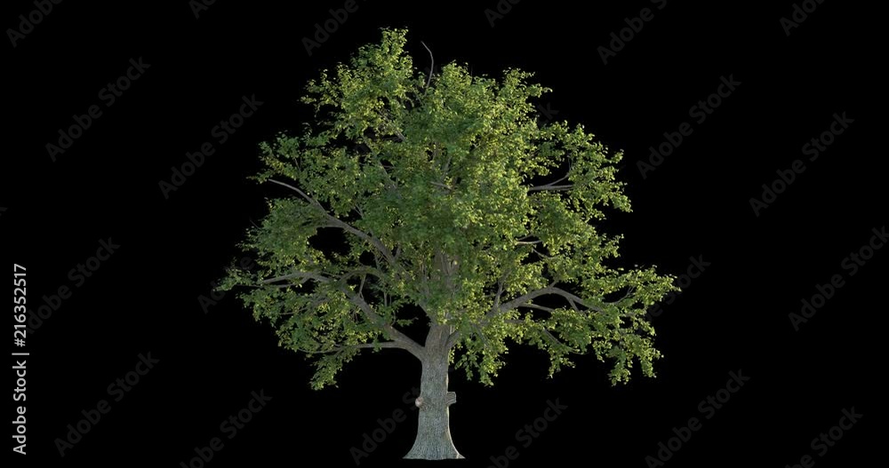 4k footage of windy tree for architectural visualization with cutout mask