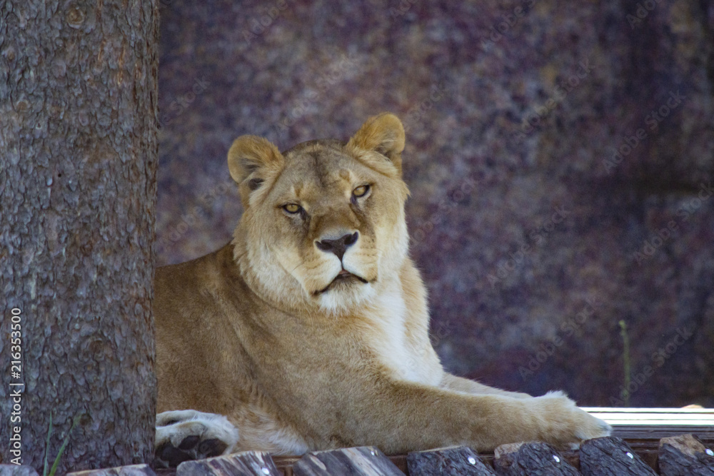 Obraz premium the lion lies next to the tree