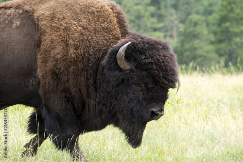 Bison "American Buffalo"