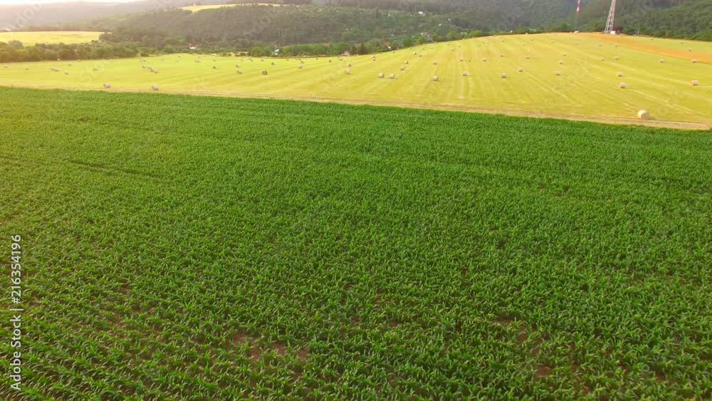 Cornfield from above at sunset. Cornfield from above at sunset.