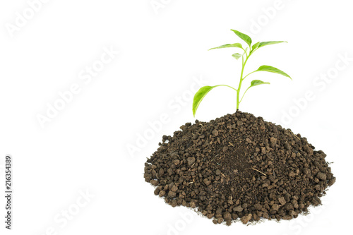 green tree sprout plants growing hope ecology on white background