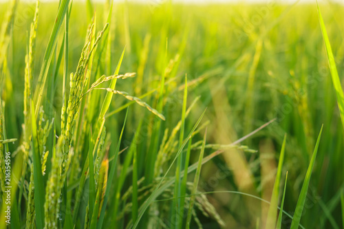 rice paddy field plant natural food countryside abound thailand