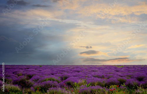 Fototapeta Naklejka Na Ścianę i Meble -  Sunset over a summer lavender field