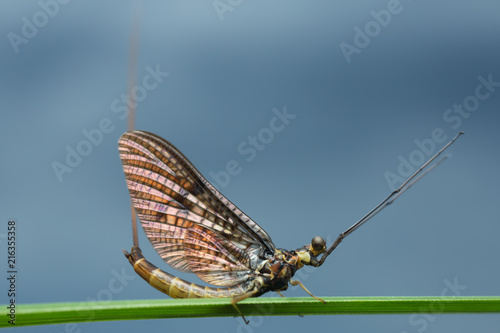 Mayfly, Ephemera vulgata on straw, this insect is often imitated by fly fishermen