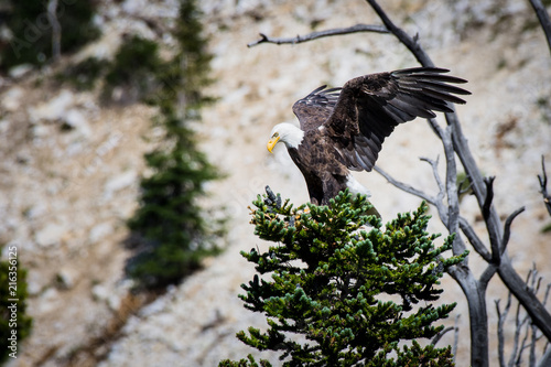 Bald Eagle spreding wings