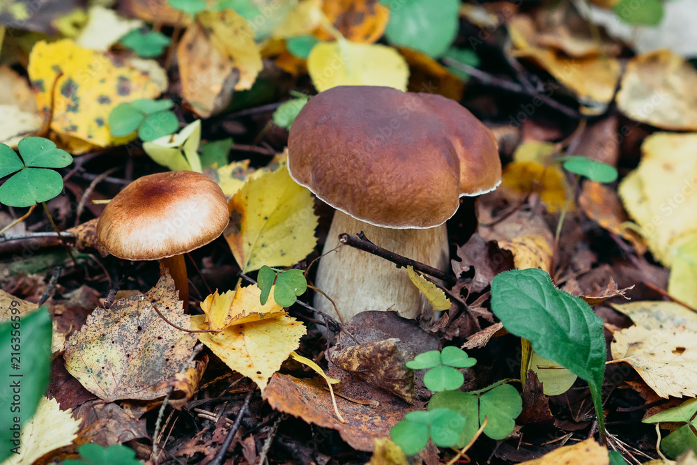 Mushroom boletus growing in the forest in autumn. Porcini among the leaves Mushroom boletus growing in the forest in autumn. Porcini among the leaves