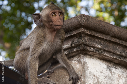 Battambang Cambodia, young monkey getting ready to leap from wall at Wat Sampeou photo