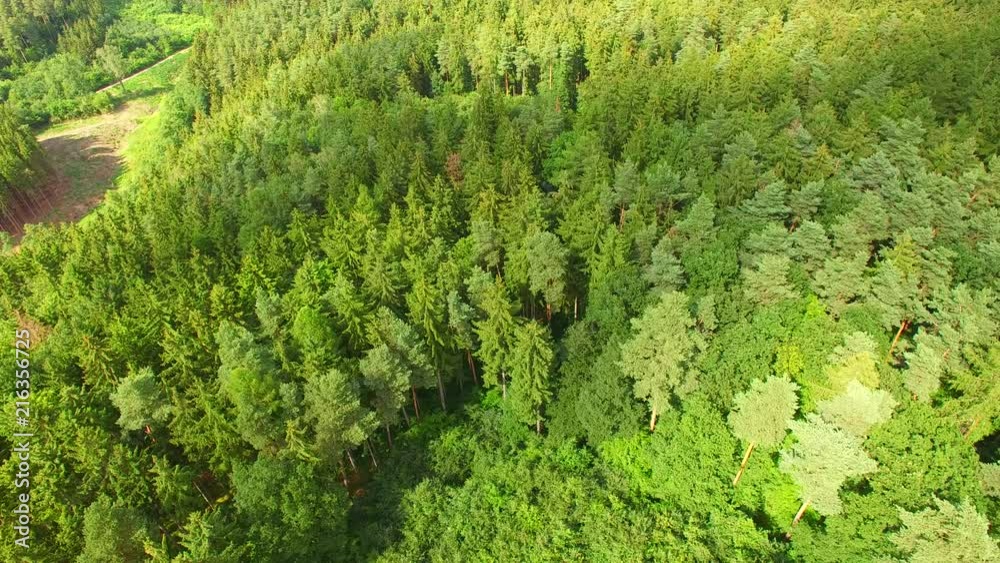 Summer woods at summer season, view of the top of trees. Summer woods at summer season, view of the top of trees.