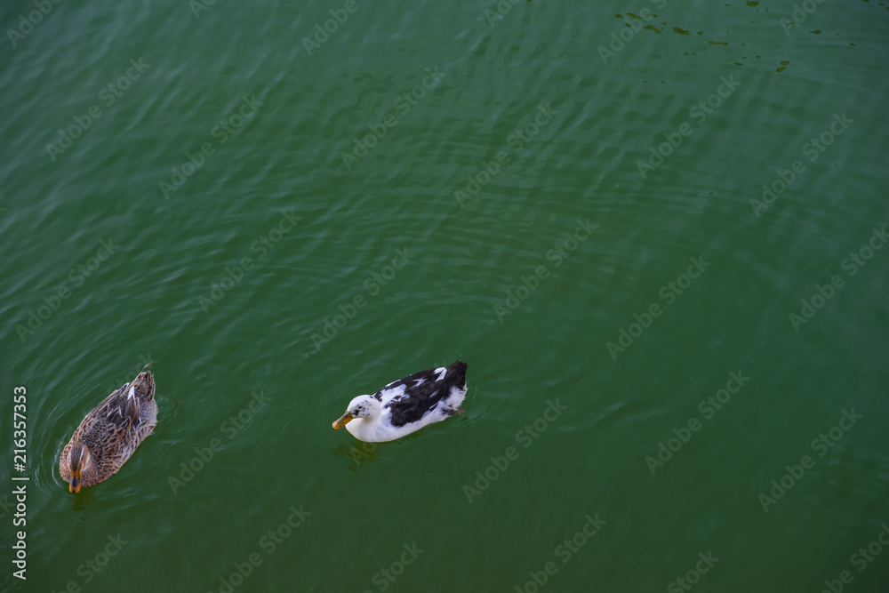 ducks in the lake, animal wildlife, ducks in the lake, animal wildlife,