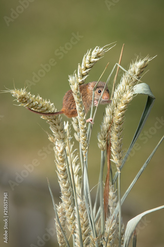 A small harvest mouse on ears of grain. Taken in upright vertical format, the photograph shows the mouse amongst the wheat. 