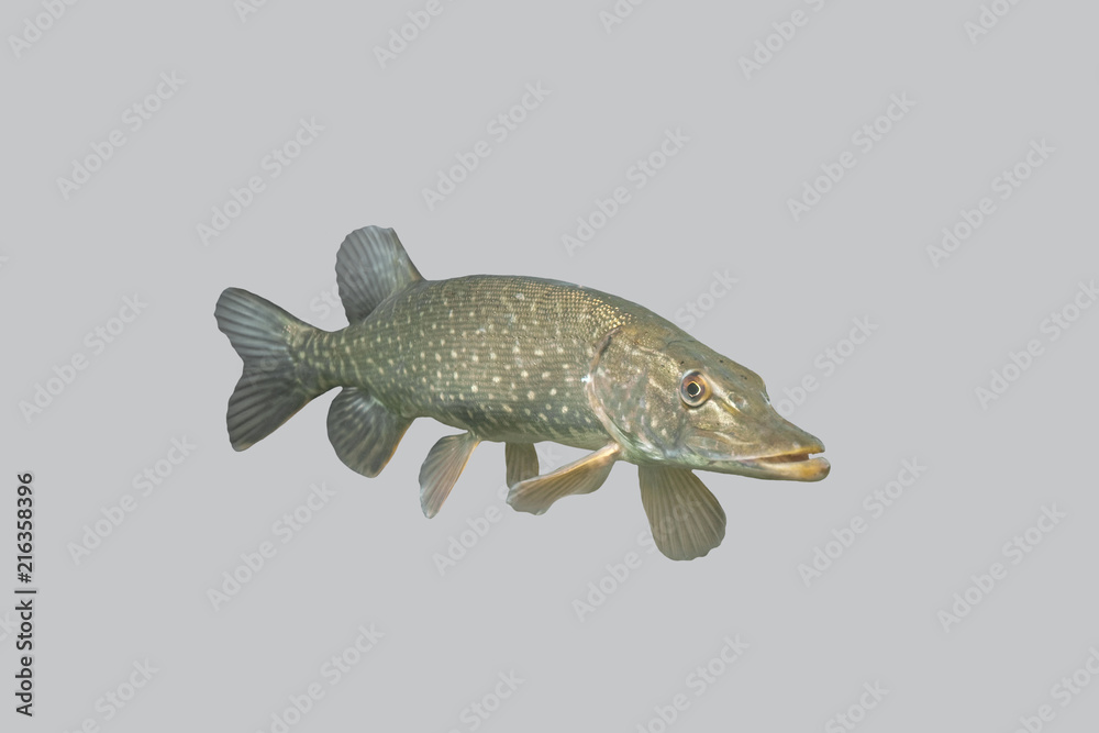 Naklejka premium Fish predatory pike.